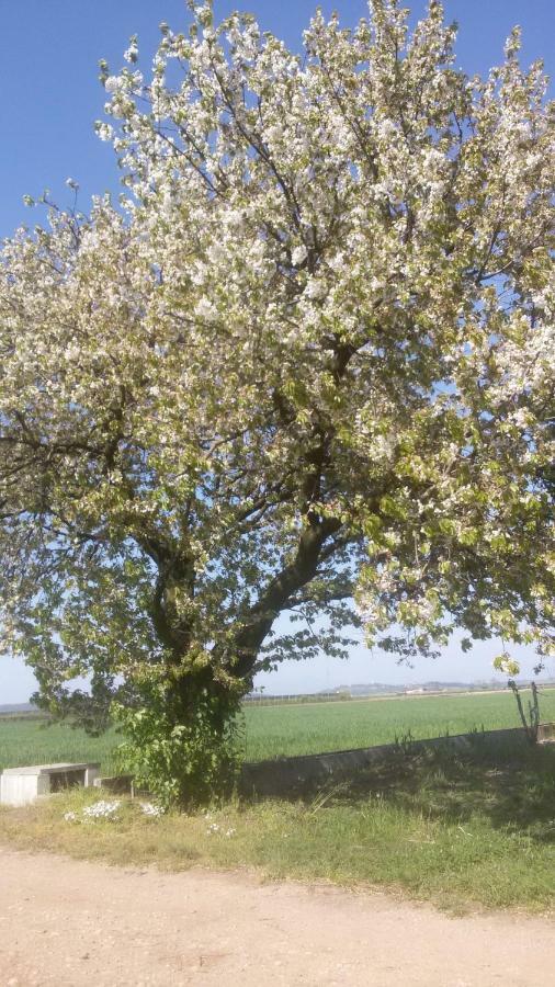 B&B Peschi in Fiore Valeggio sul Mincio Esterno foto